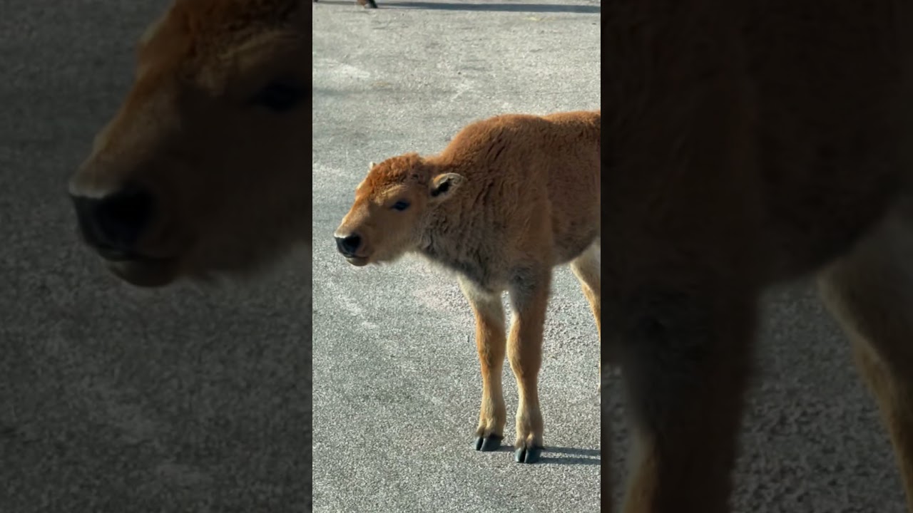 Mały bizon zatrzymuje ruch uliczny 🦬🥺