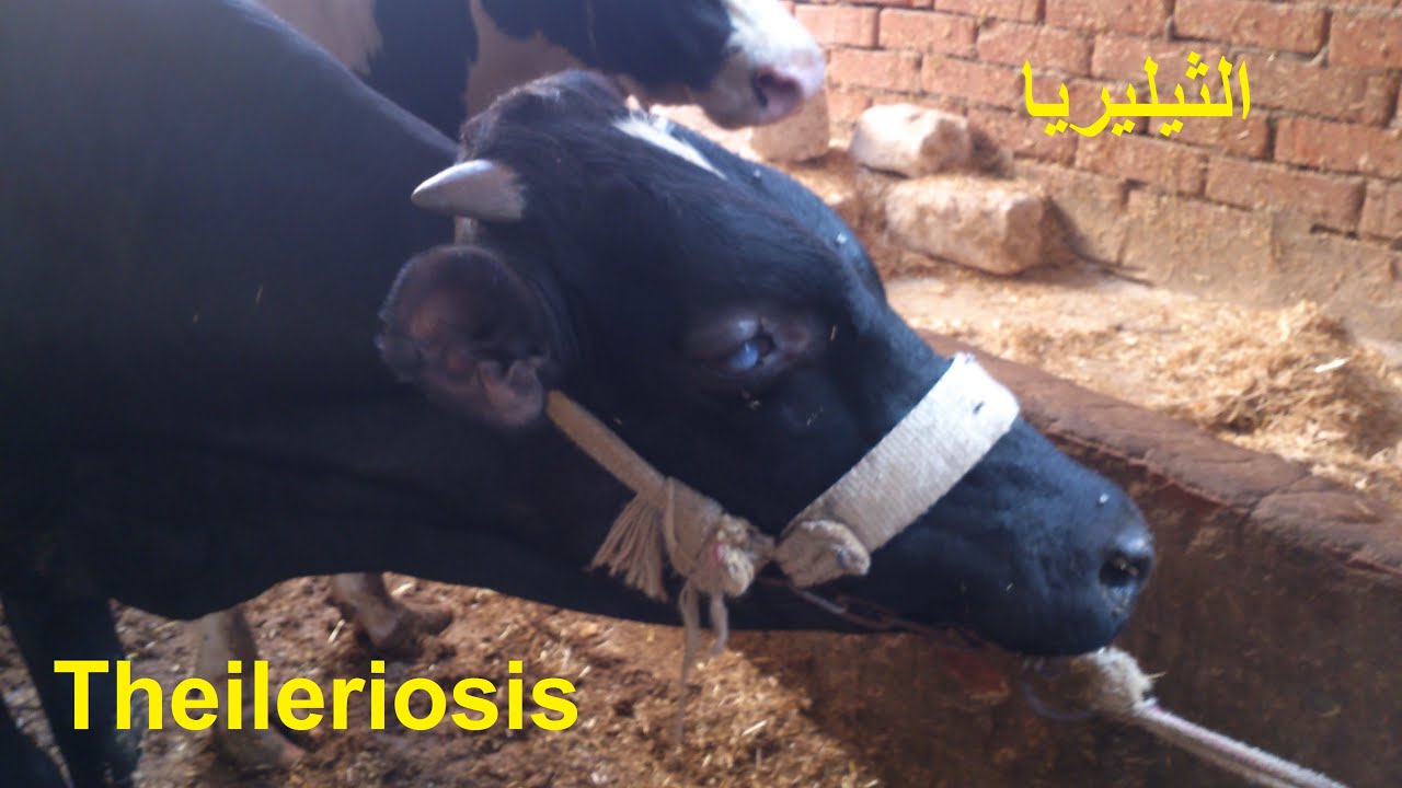مرض الثيليريا Theileriosis disease (Eng Sub)