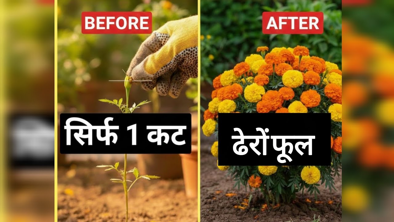 फूलों की बारिश होगी करे बस ये एक काम 🌼🌿🌱🌼🌿Mery Gold Care Tips 🌼🌿🌼🌿