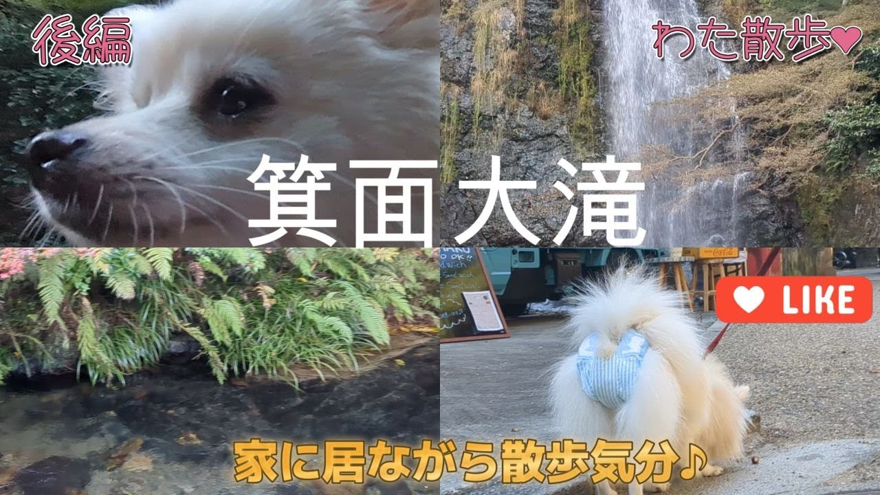 【箕面大滝　後編】　家に居ながら散歩気分♪　わた散歩　わたチャンネル