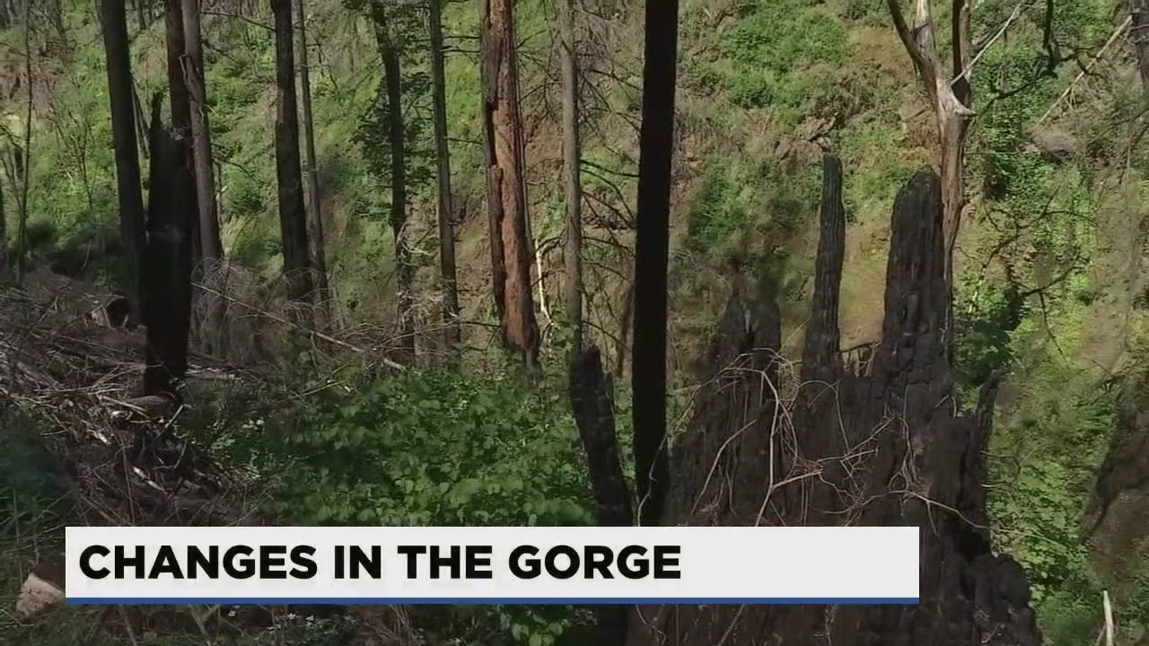 Portland Mountain Rescue: Stay on trail if you&rsquo;re hiking in the Gorge