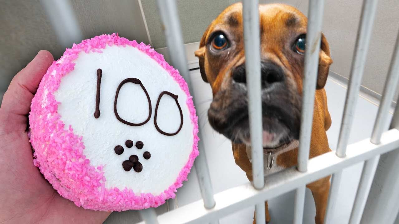 Baking 100 Dog Cakes For Homeless Dogs!
