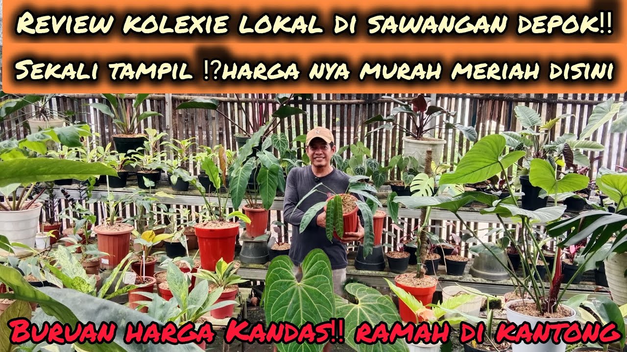 REVIEW KOLEXIE LOKAL DI SAWANGAN DEPOK‼️SEKALI TAMPIL⁉️HARGA NYA MURAH MERIAH