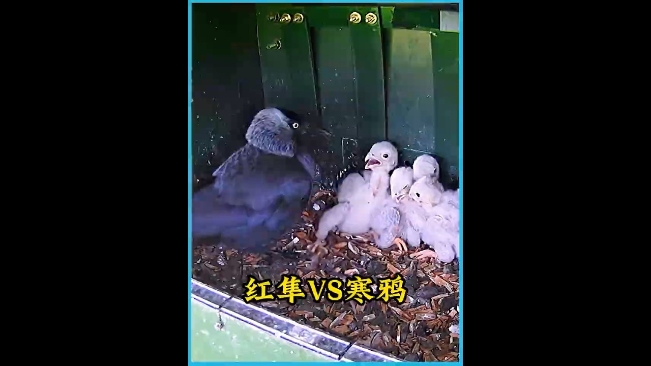 红隼霸占寒鸦辛苦搭建的巢穴，没想到最后遭到它们的报复 #万物皆有灵 #animals