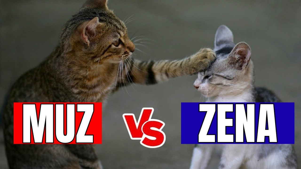 Skutečné rozdíly mezi kocoury a kočkami!
