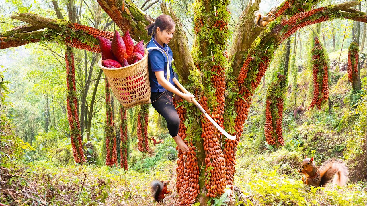 Harvesting Wild Rattan fruit (FOREST LEECHES) Go to the market sell - Phương Daily Life