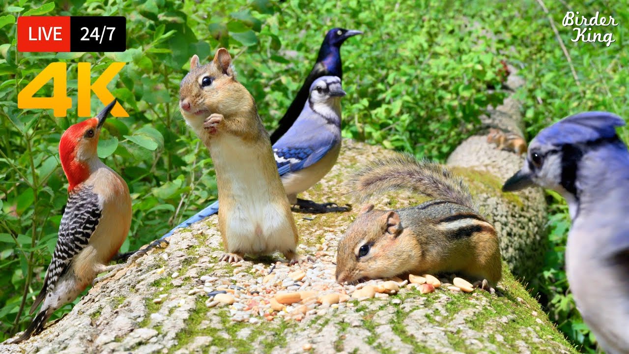 🔴 24/7 LIVE: Cat TV 😺 Naughty Summer Birds Chipmunks and Squirrels 4K 🐦 Cat Games HDR
