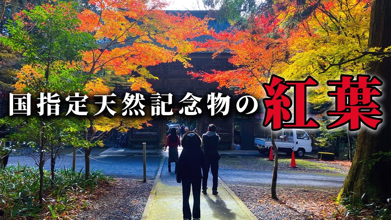 【81~84/283】国に認められた紅葉がある神社へ夫婦でドライブ