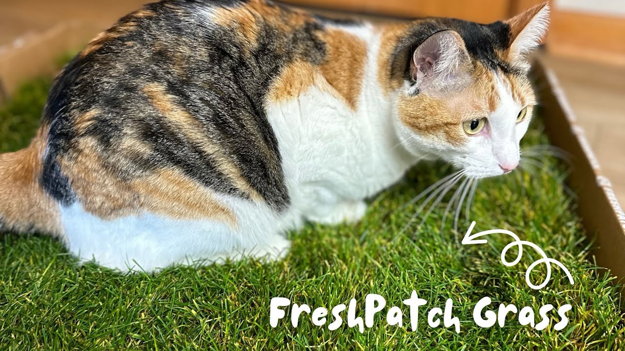 Did I Really Buy My CAT a Patch of GRASS? | FreshPatch Unboxing + Review!