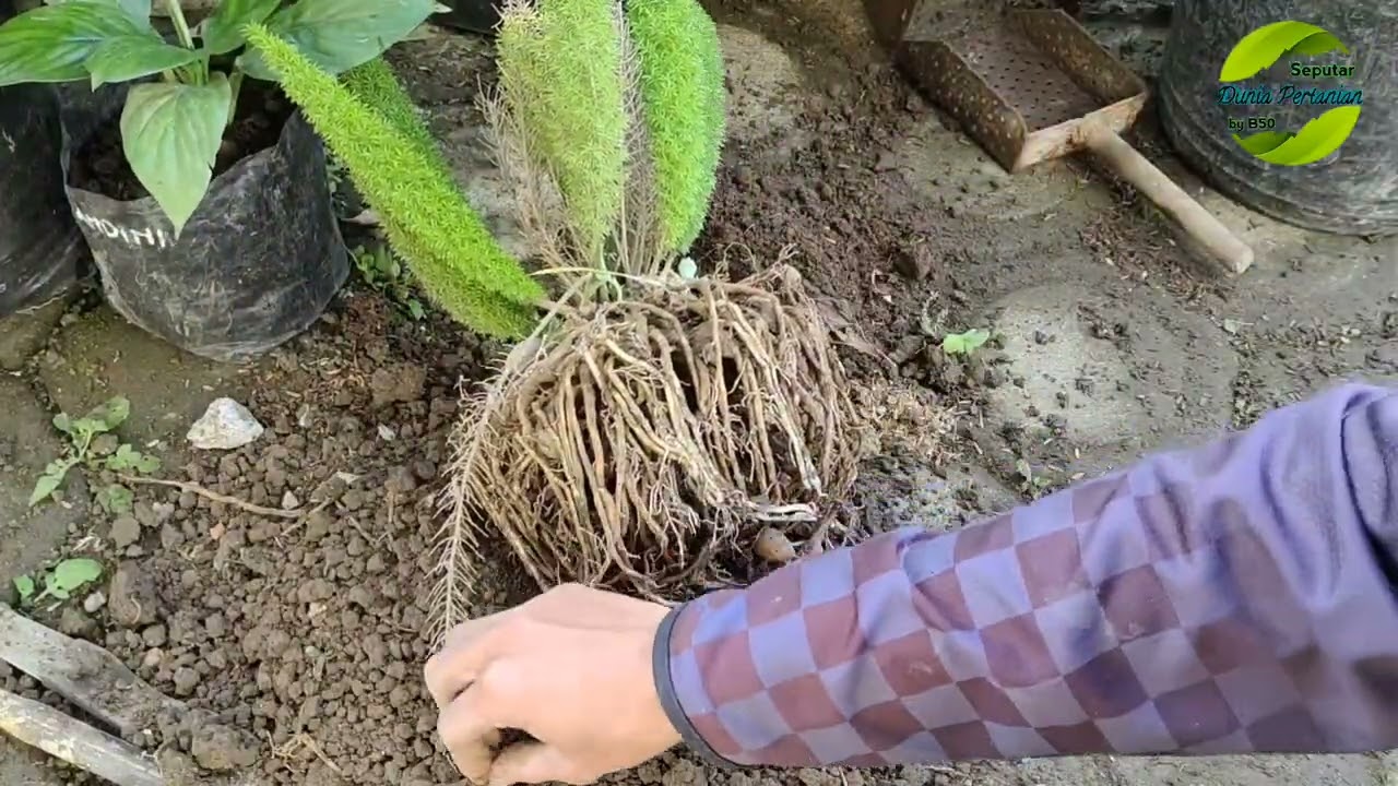 Merawat & Perbanyak Cemara Ekor Tupai