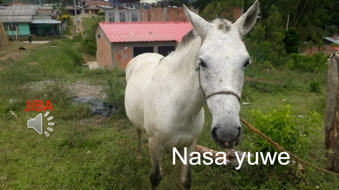 ANIMALES  Y  FRUTAS EN NASA YUWE