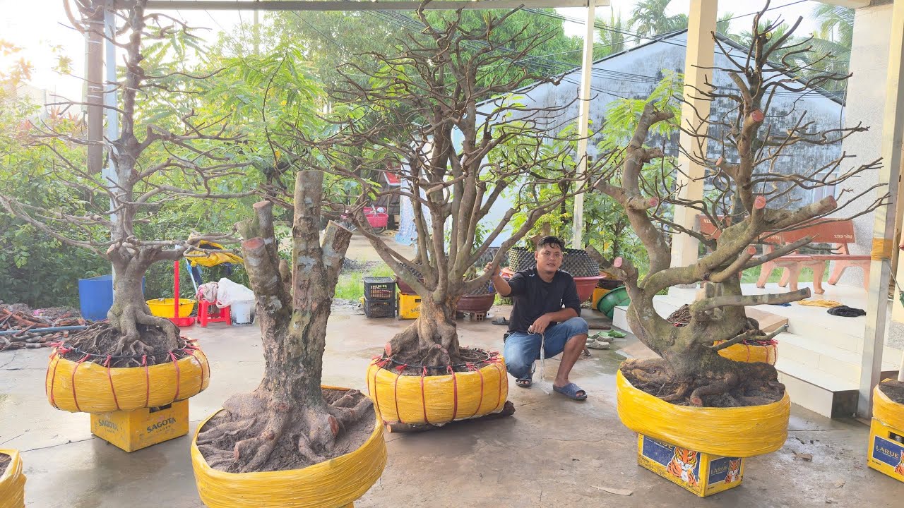 PHÔI MAI VÀNG ngày O8/9/2O25 (#O377886760 CÓ) MAI TỨ QUÝ-  @bonsai Can Tho