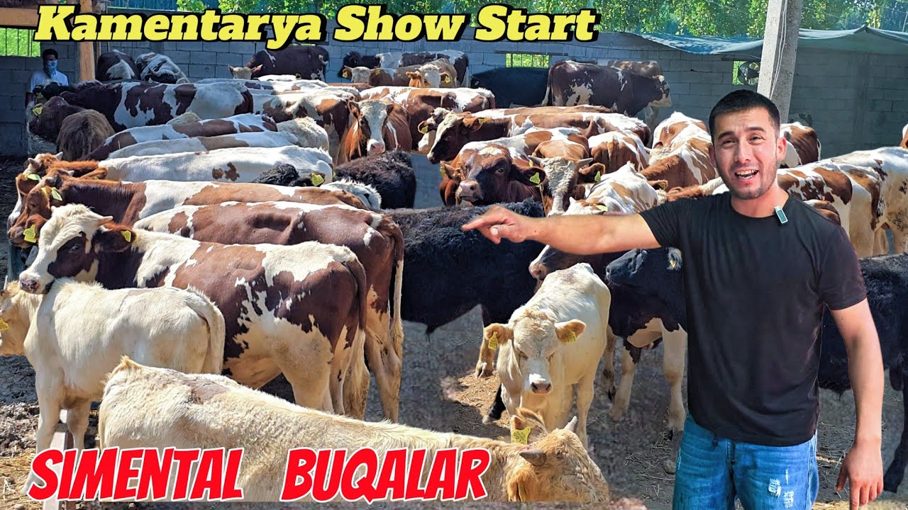 Simental va Shvet Buqalar 122_Bosh Katta Partiyada Arzonchi Joxongirdan 20-avgust, 2025