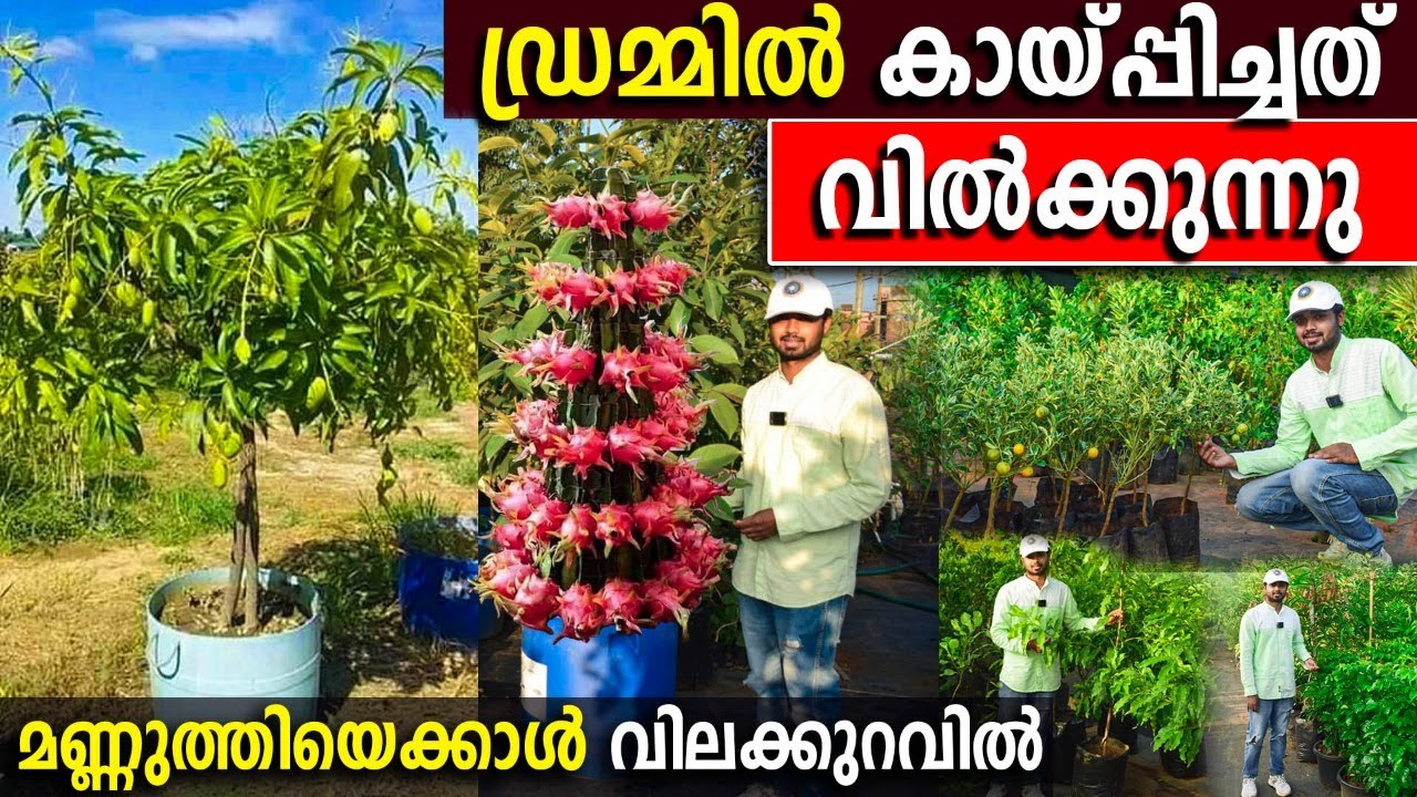 ഡ്രമ്മിൽ കായ്പ്പിച്ച വലിയ ഫലവൃക്ഷങ്ങൾ വിൽക്കുന്നു | മണ്ണുത്തിയെക്കാൾ വിലക്കുറവിൽ