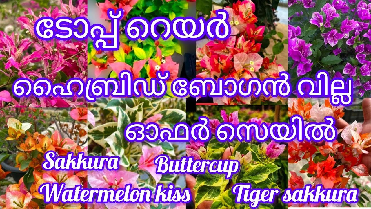 ഹൈബ്രിഡ് ബോഗൻ വില്ല റെയർ വെറൈറ്റീസ് ഓഫർ സെയിൽ. Wats app-8075526920 