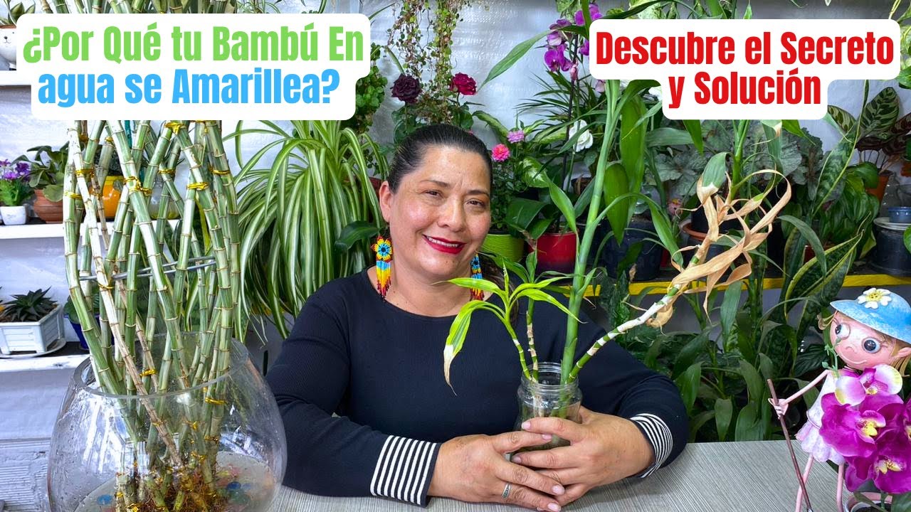 ¿Tu Bambú en agua se Está Muriendo? Aquí está la Solución Rápida