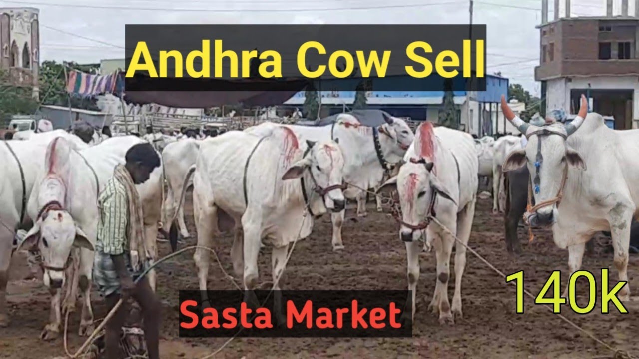 heaviest Bull Market in India !  Andhra Cow Market ! Cheapest Bull Market ! Ongole Cow Market ! #cow