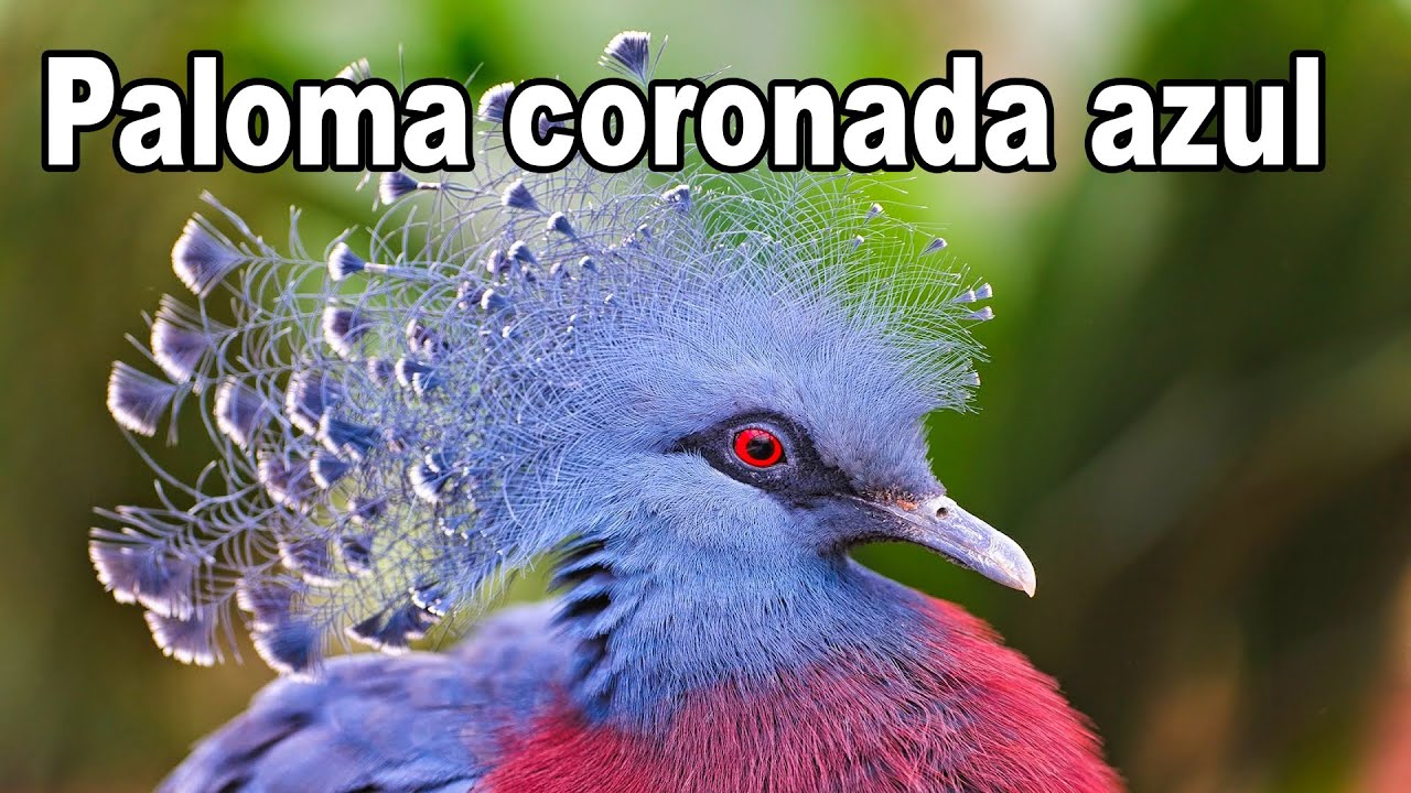 Goura Cristata o Paloma Coronada Azul