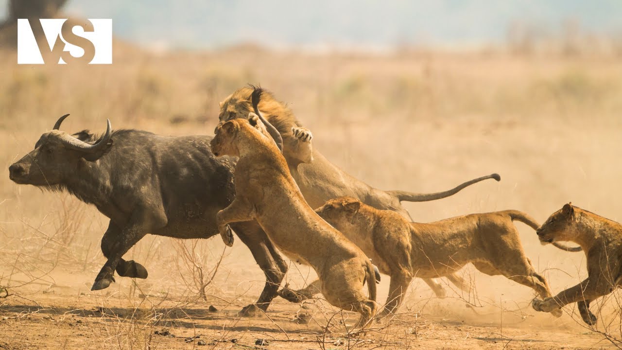 KALAH&Aacute;RI | A T&uacute;l&eacute;l&eacute;s&eacute;rt Foly&oacute; Harc az Afrikai Sivatagban &ndash; Vadon &Eacute;lő &Aacute;llatok Dokumentumfilm