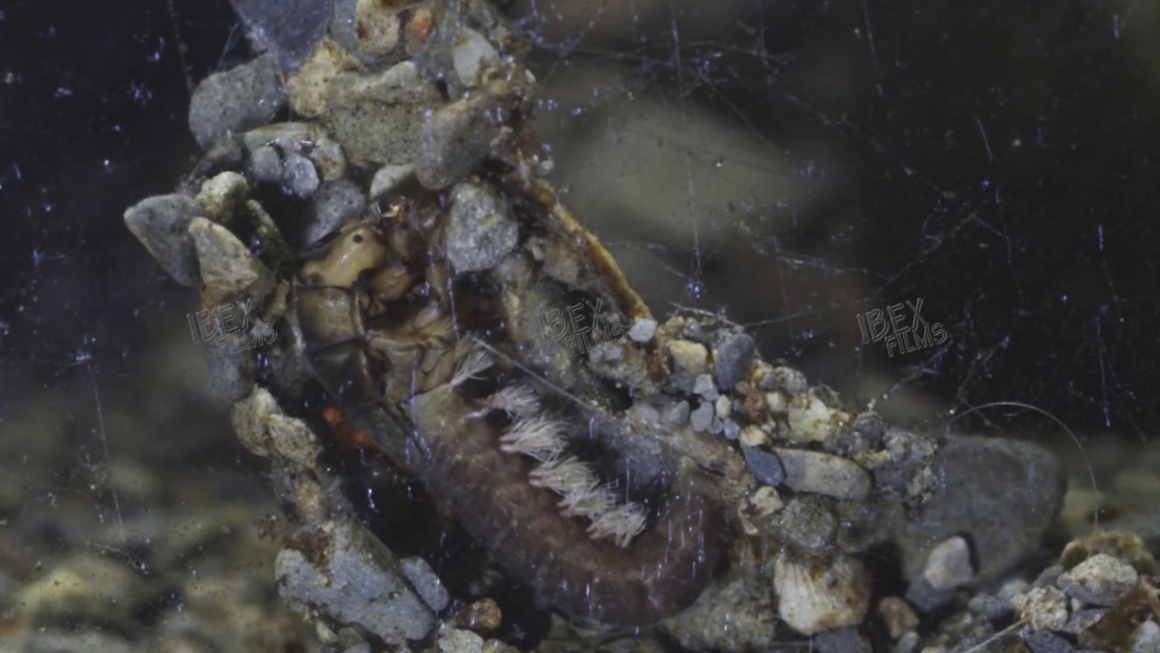 Hydropsyche Caddis inside case