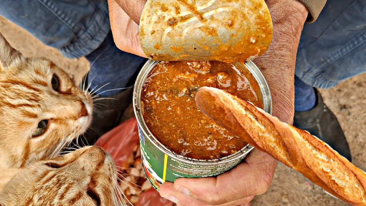 Feeding Stray Cats with Canned Fish and Bread إطعام القطط المتشردة بالسمك المعلب والخبز