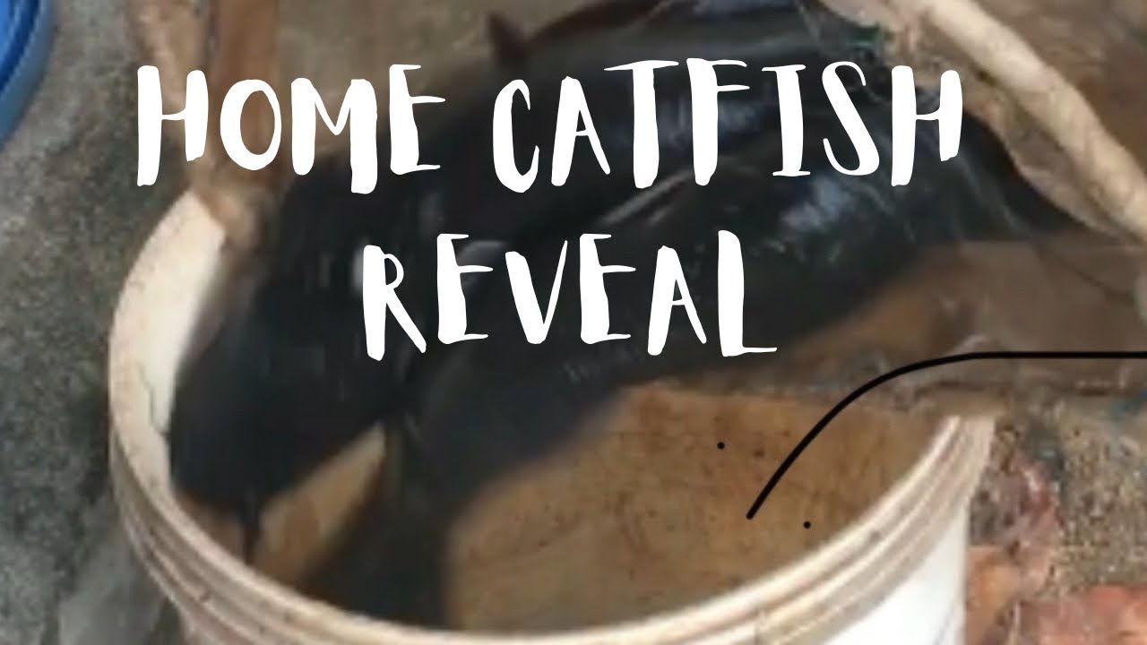 Home Catfish Pond Reveal And Lessons Leant| Catfish Pond Review