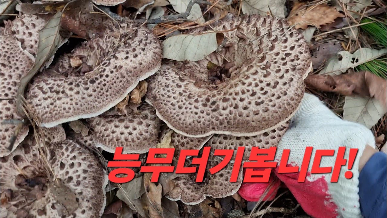 왕다발능이예요!!!20251001