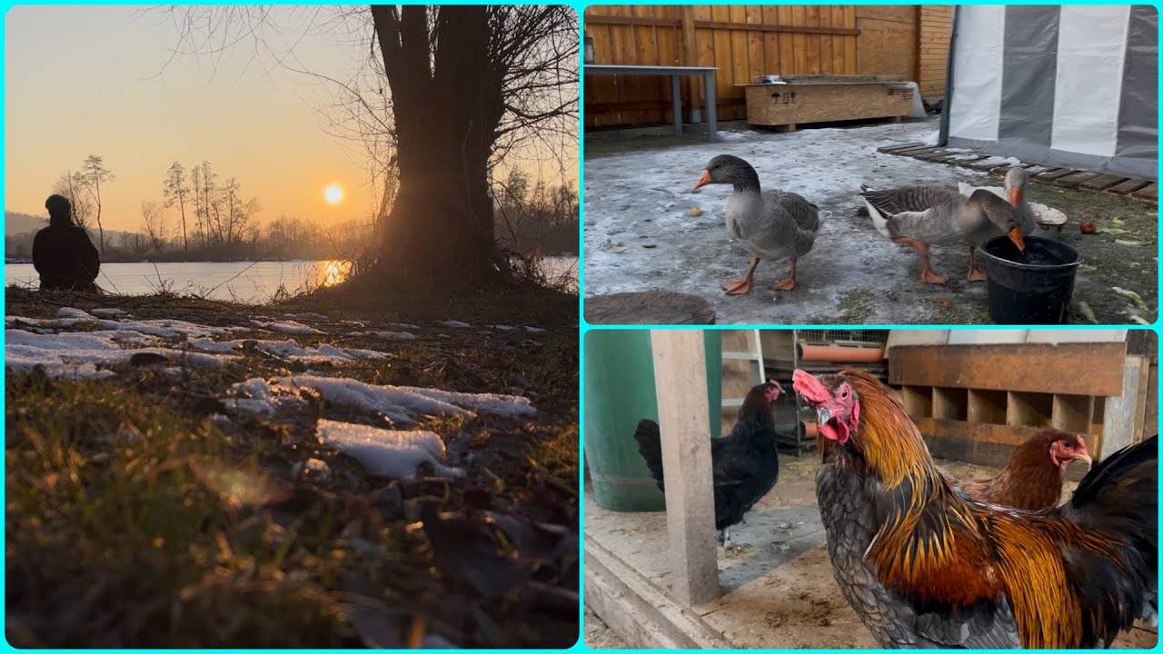 Отдых на даче / зимняя красота #shortvideo #nature #обзор #дача #куры #гуси #отдых #природа #love 