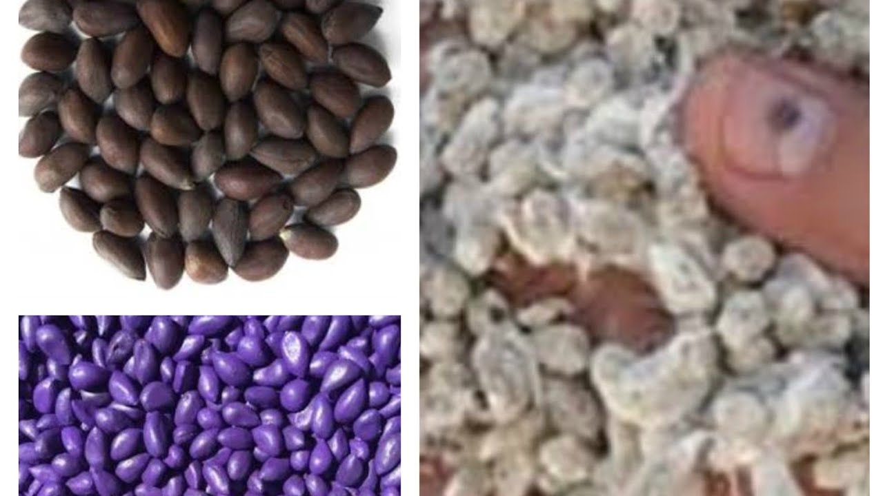 Cotton Planting  and seed selection | Kapas ki bijai aur beej ka intakhab