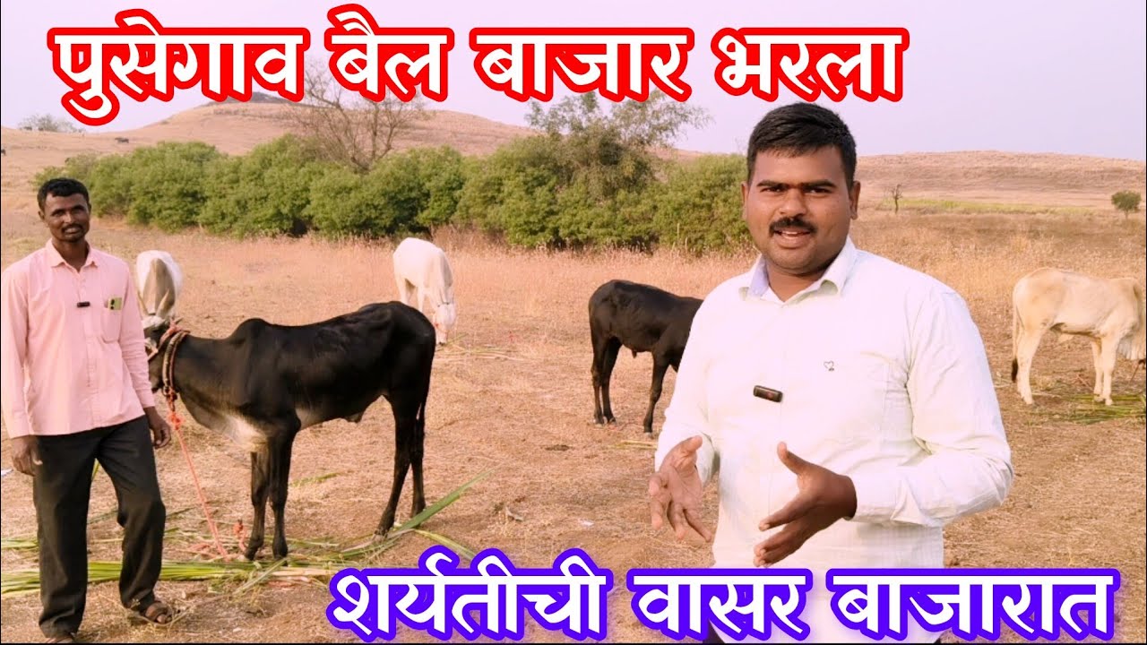 पुसेगाव बैल बाजार सुरुवात टॉपच्या वस्तू बाजारात दाखल संपूर्ण व्हिडिओ#निसर्गाची_नाळ