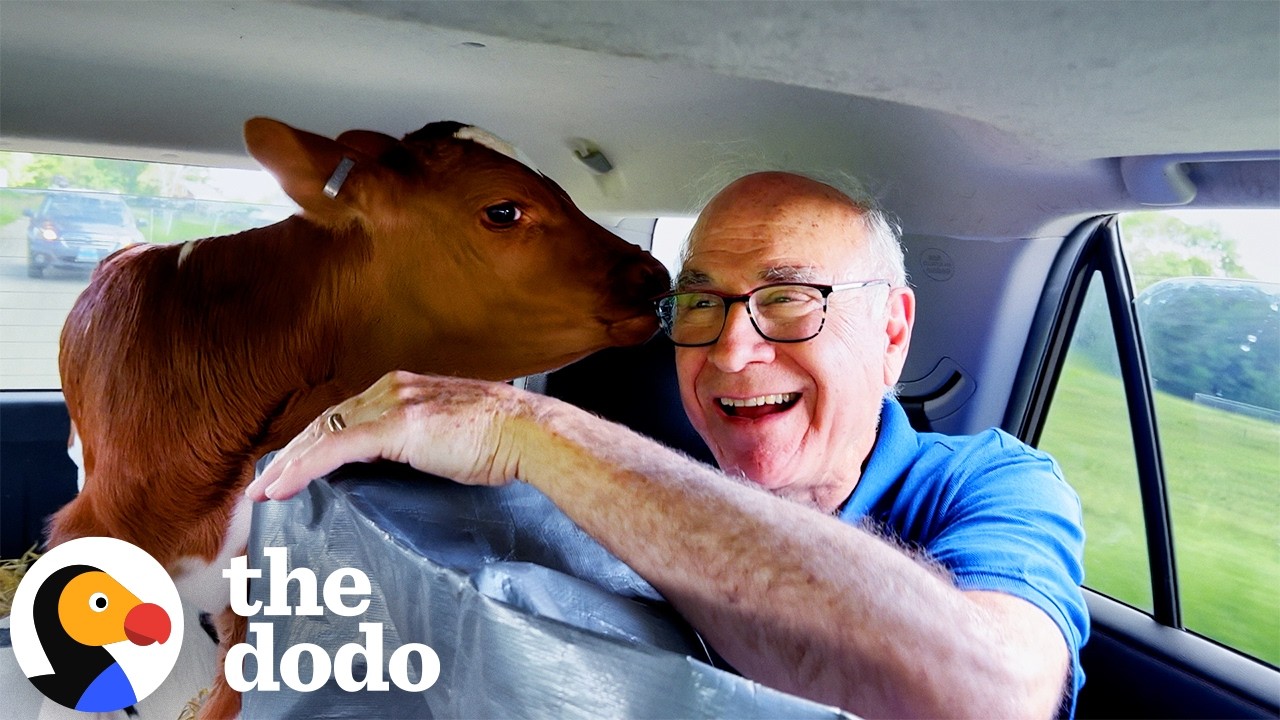 Мой папа согласился проехать 600 миль с теляткой на заднем сиденье | Cow Trip x The Dodo