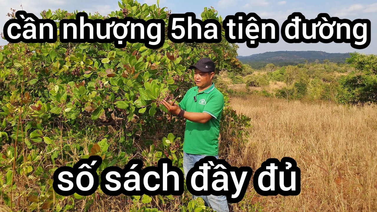 Cần nhượng 5ha tiện đường giá rẻ sổ sách đầy đủ 