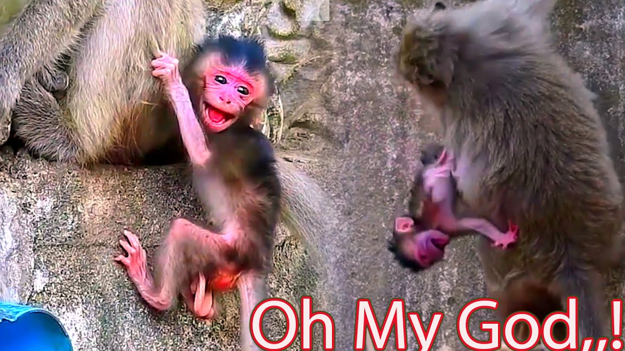Emotional Scene of a Newborn Monkey Searching for Comfort