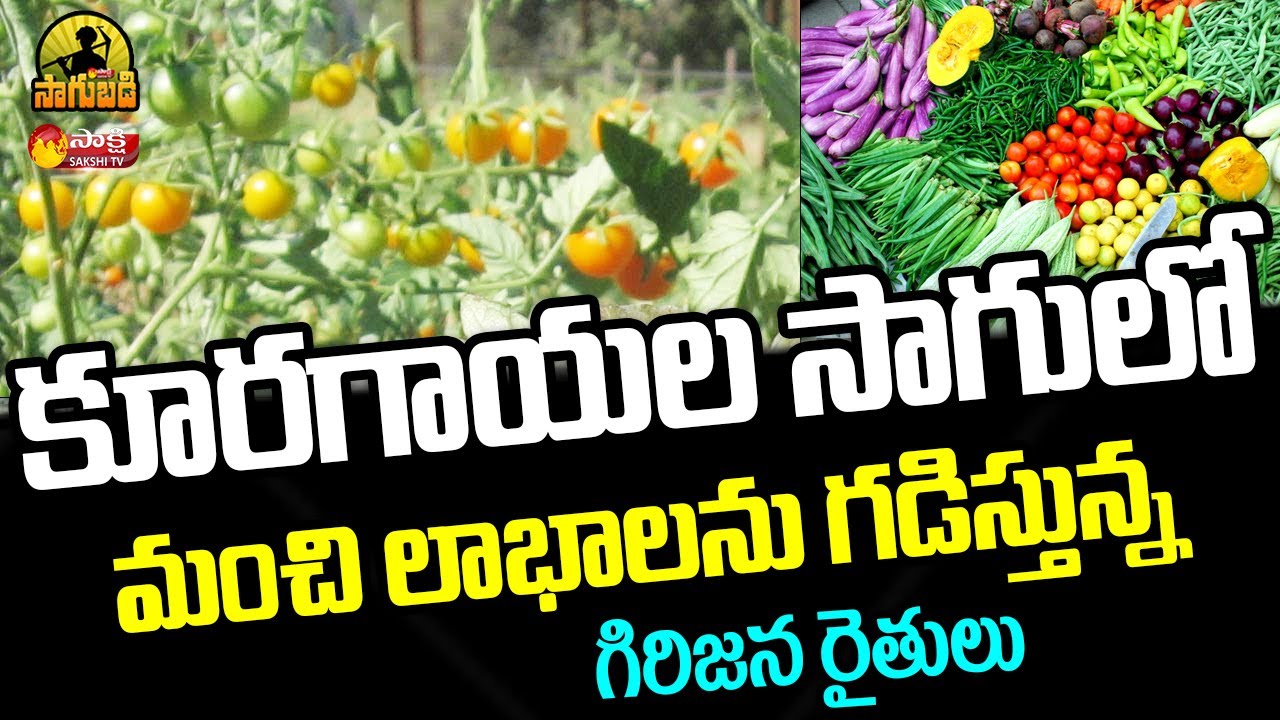 Vegetable Farming : Integrated Farming by Tribals | Varieties of Vegetable Crops | Sakshi Sagubadi