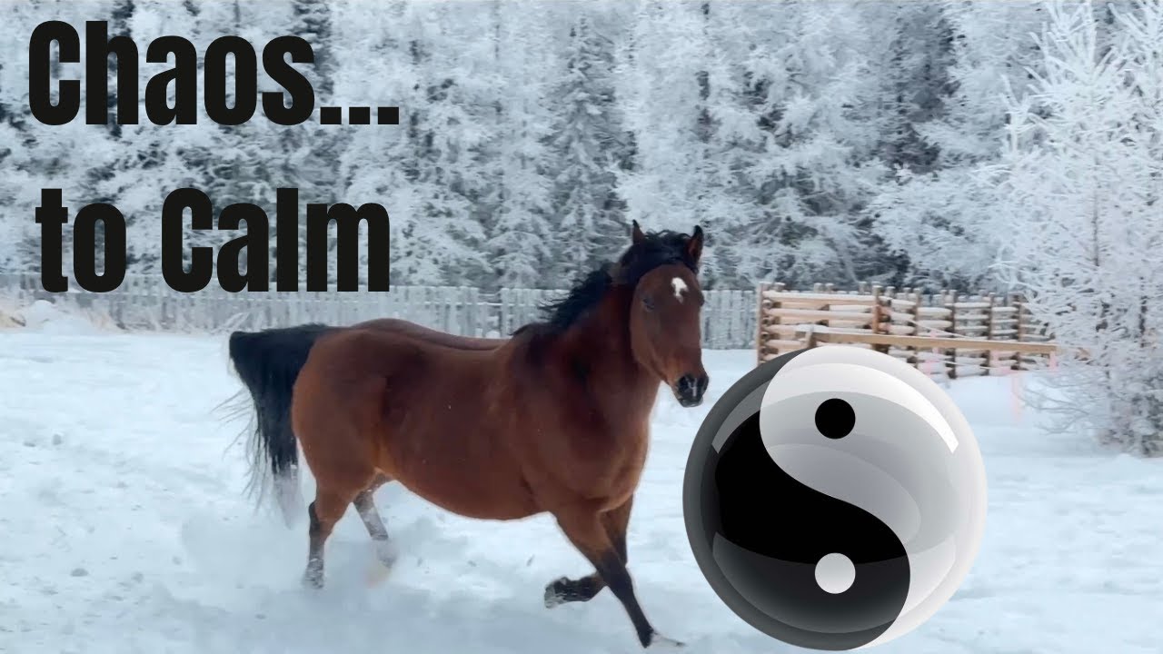 The Yin and Yang of Family, Noise, and Peace #AfterTheHolidays #QuietMoments #LifeAfter60