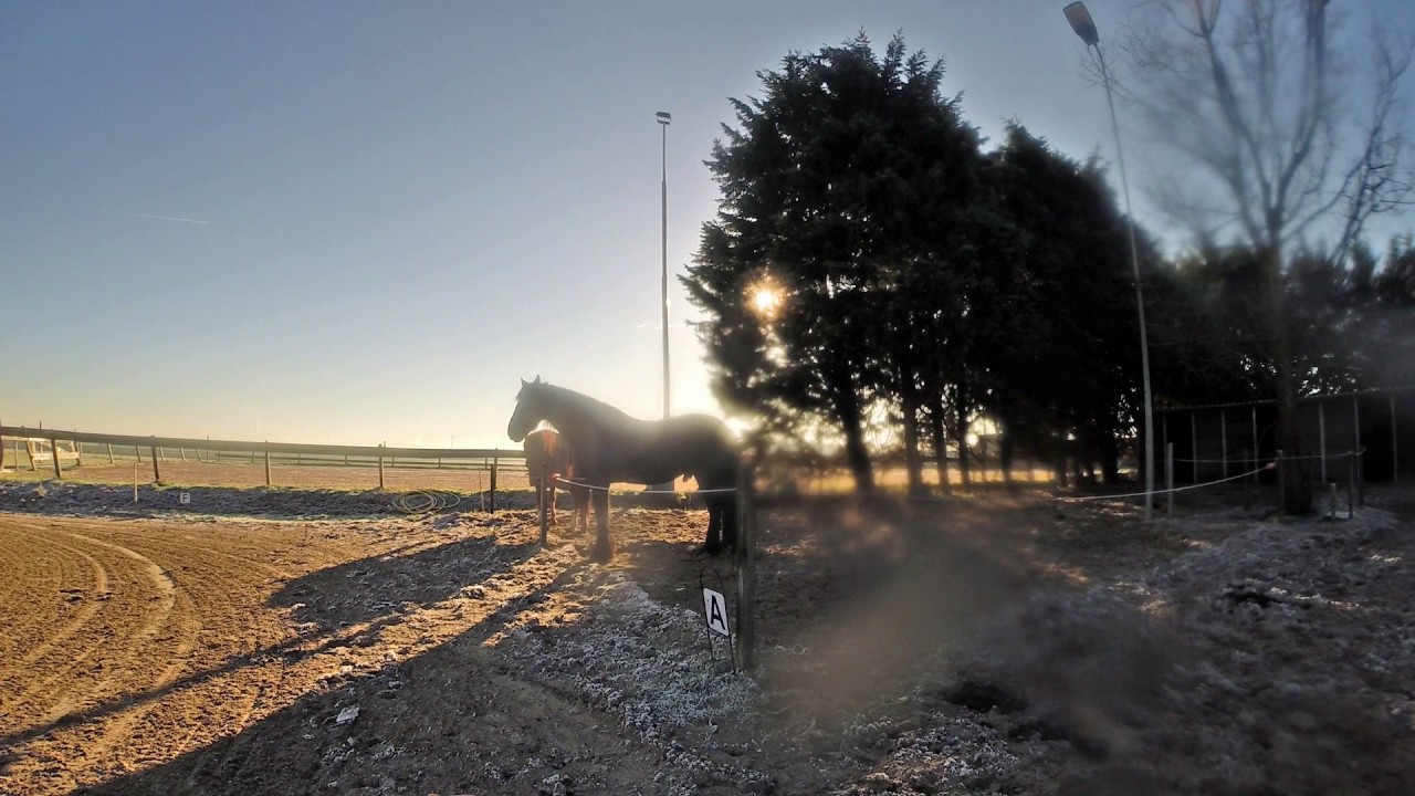 Our horse Ragna escapes from his paddock :-)