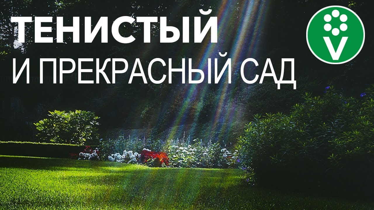 Что посадить в тени? Эти КУСТАРНИКИ наполнят тенистые уголки сада яркими красками
