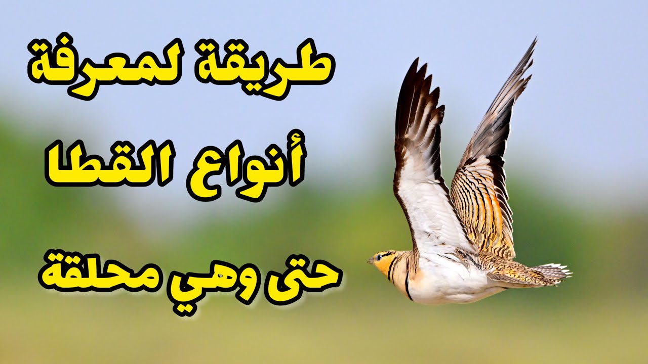 أسهل طريقة لمعرفة كل أنواع القطا قبل الصيد حتى وهي سرب محلق بالجو - أصوات هذه الطيور مع أمثال شعبية