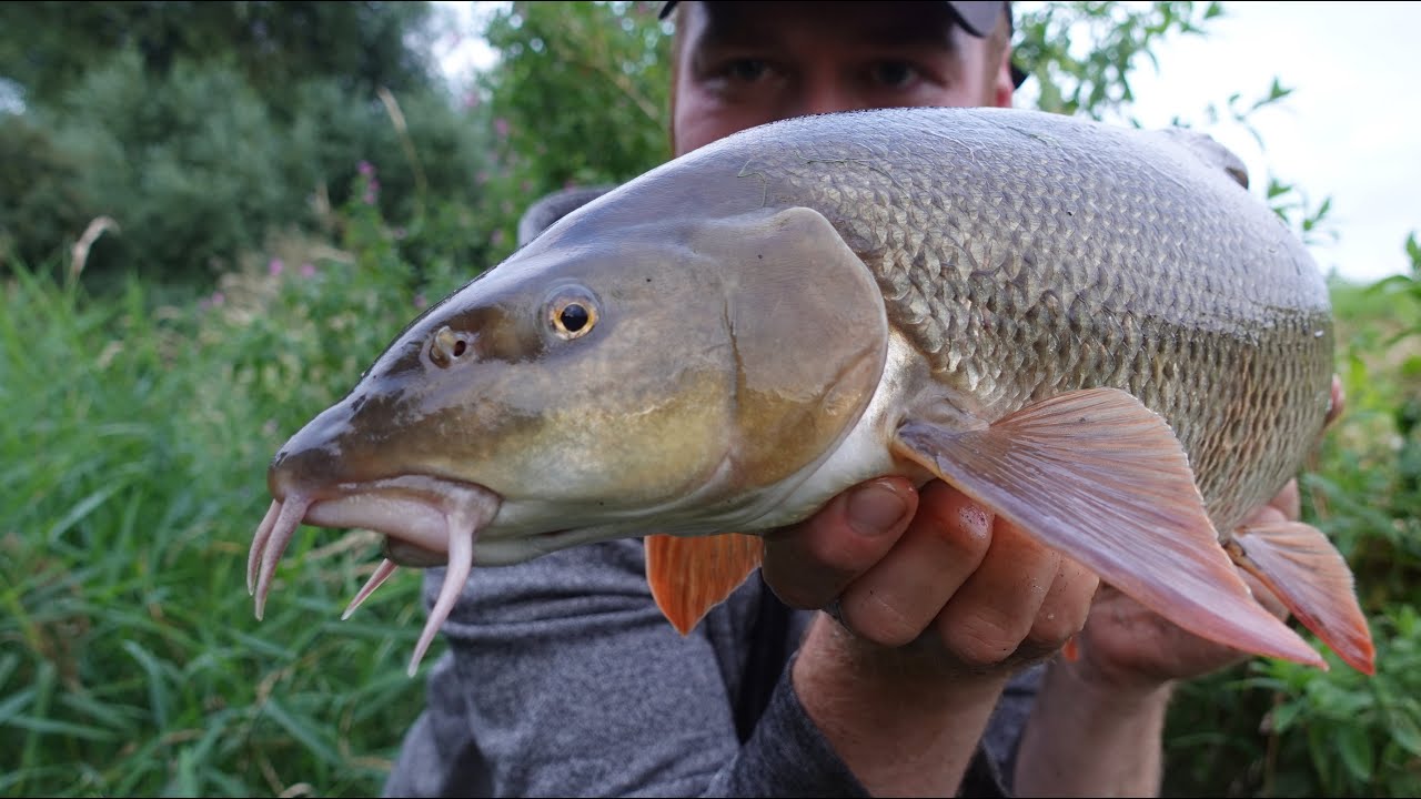 Rolling Small Baits For Some Cracking River Action!