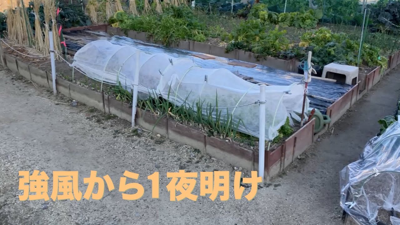強風後の様子