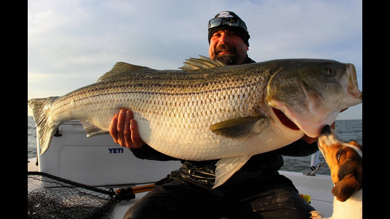 ONE REALLY BIG STRIPER! Striped Bass fishing Chesapeake bay. GIANT STRIPER! Team Old School.