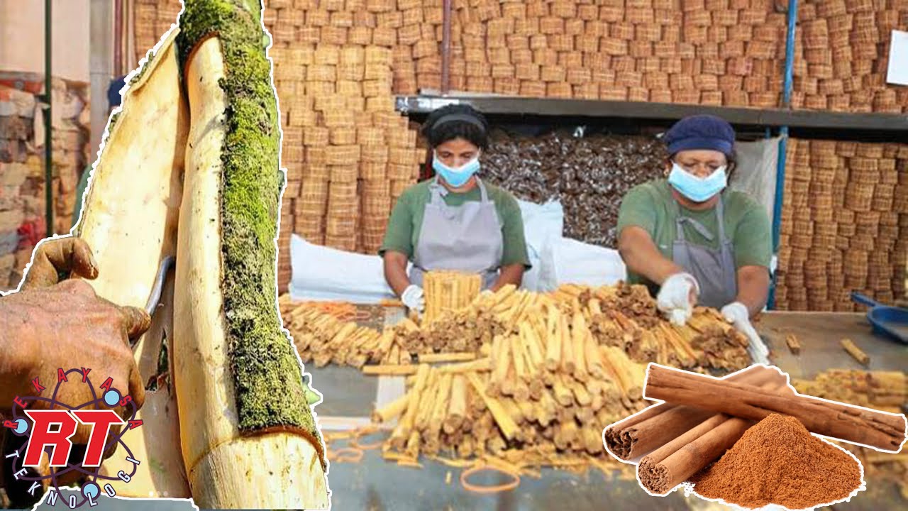 PERTANIAN KAYU MANIS MODERN DAN PROSES PENGOLAHA KAYU MANIS