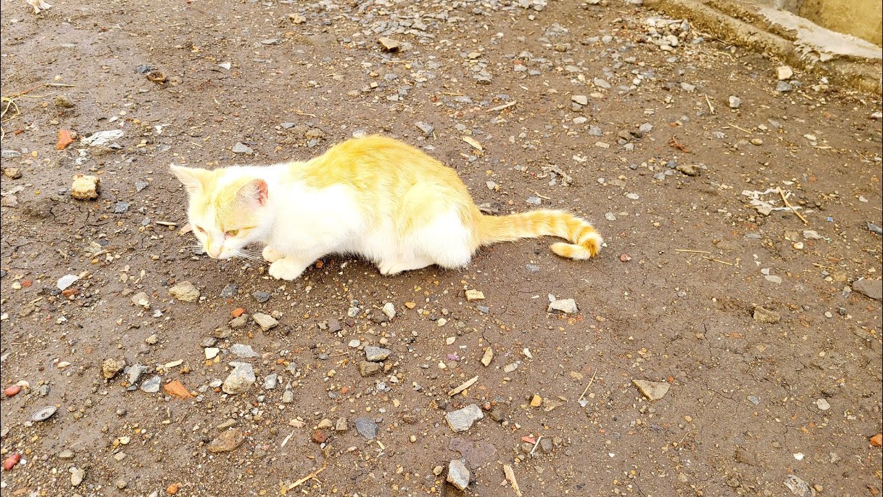 Love cat in the morningsss 🌄 CAT LIFE😻