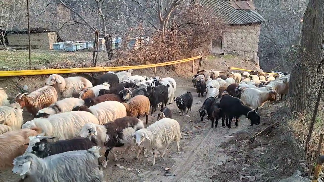 Sürüylə  qarşılaşdım