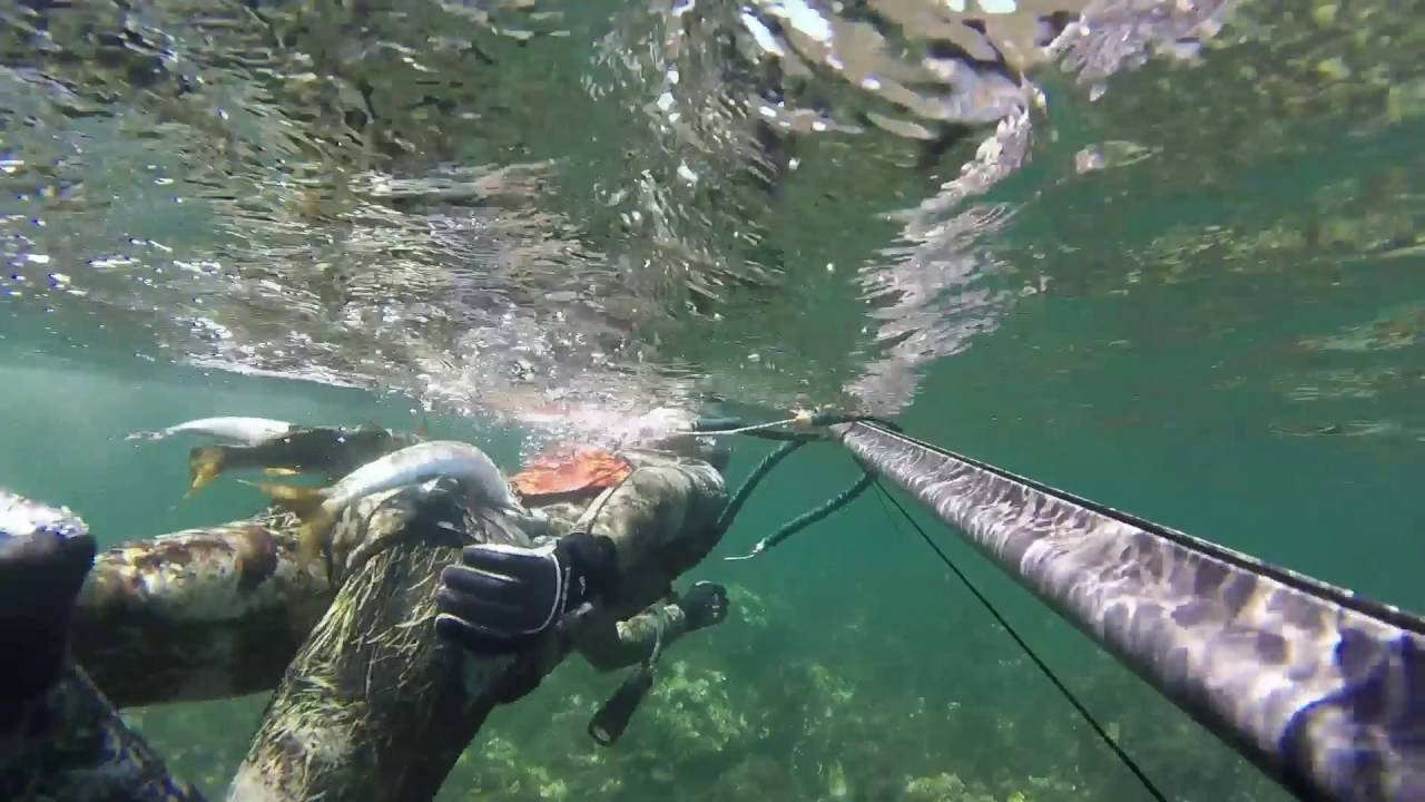 Pesca sub- Cefalolandia (Cefali- muggini )