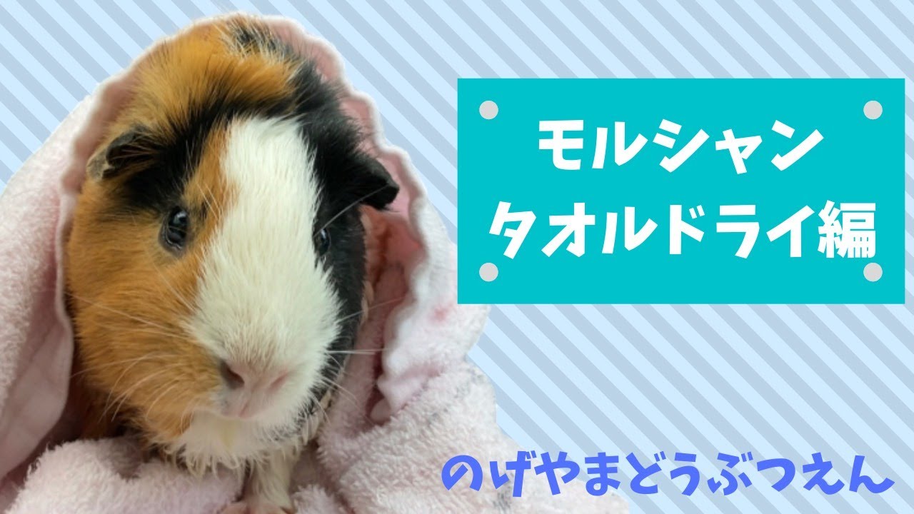 モルモットのシャンプー～タオルドライ編～