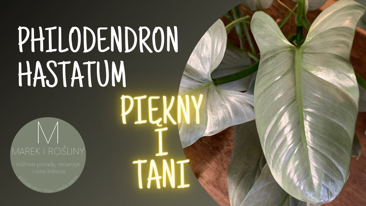 Philodendron hastatum/'Silver Sword