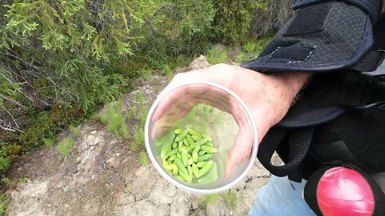 Spruce Tip Tea
