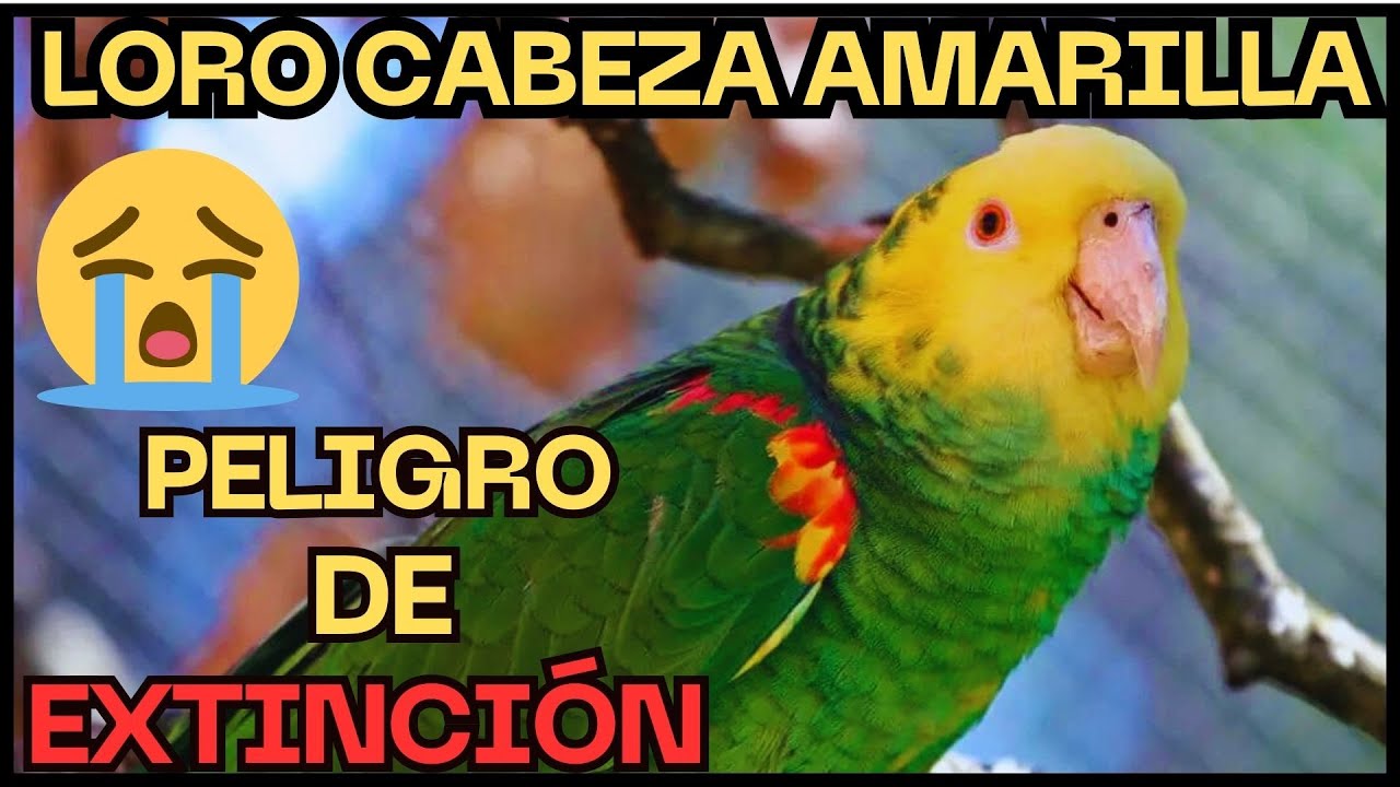 🔴Animales en Peligro de Extinci&oacute;n Loro Cabeza Amarilla 🦜 #peligrodeextincion #loro #noticias #new