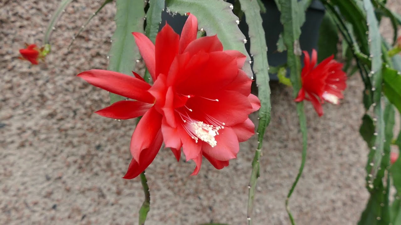 Epiphyllum Cactus In Full Bloom (2021)
